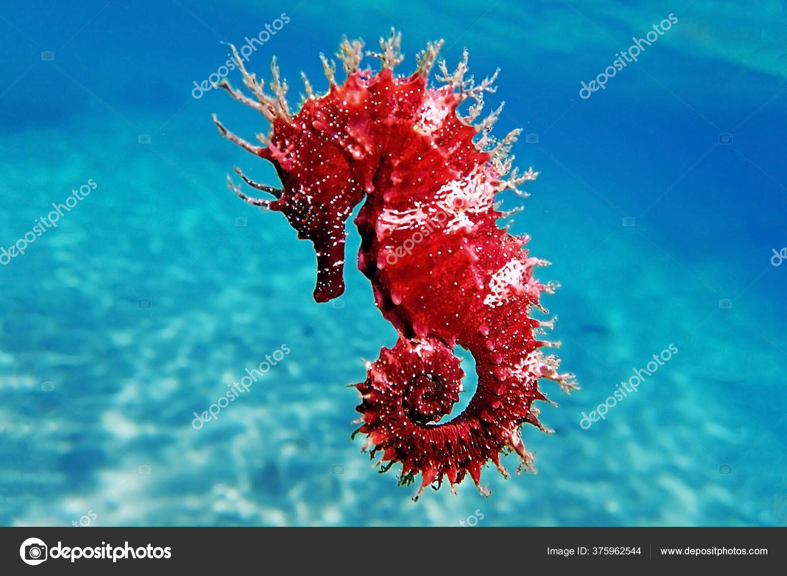 Longsnout cavalo-marinho ou Slender cavalo-marinho, Hippocampus reidi  amarelado, na frente de fundo branco fotos, imagens de © lifeonwhite  #174297564