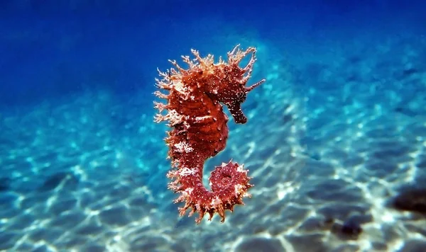Red Long Snouted Seahorse Hippocampus Guttulatus — Stock Photo, Image