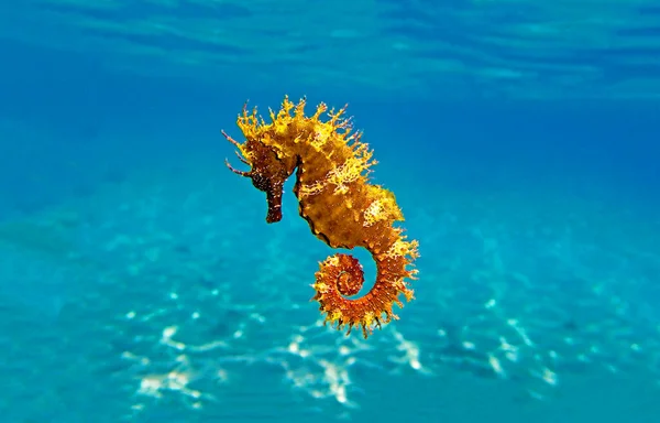 Golden Long Snouted Seahorse Hippocampus Guttulatus — Stock Photo, Image