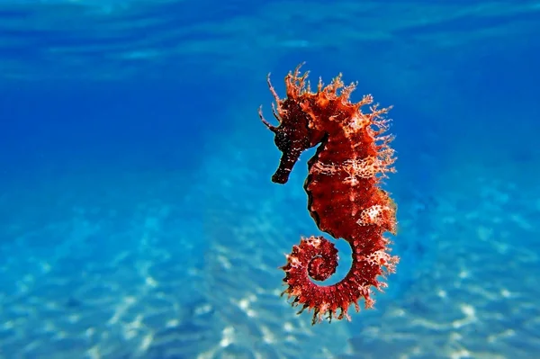 Cavalo Marinho Focinho Longo Vermelho Hippocampus Guttulatus — Fotografia de Stock