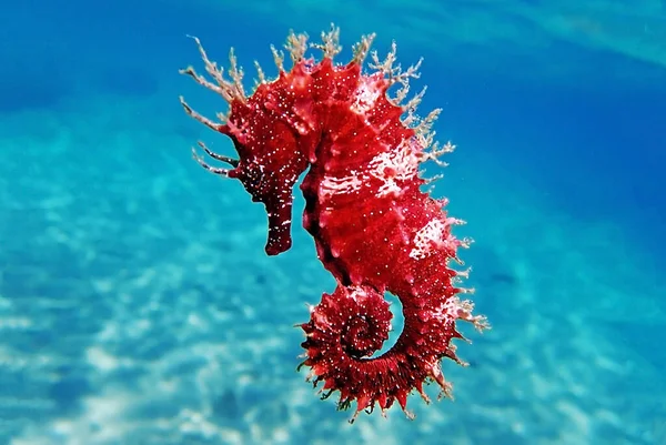 Červený Dlouhosrstý Mořský Koník Hippocampus Guttulatus — Stock fotografie