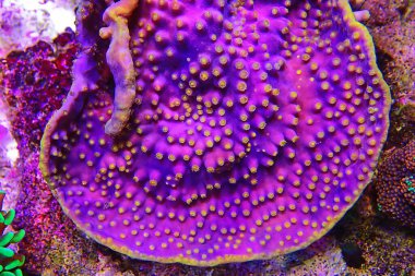 Lakers Kaydırma Mercanı - Türbinaria sp.