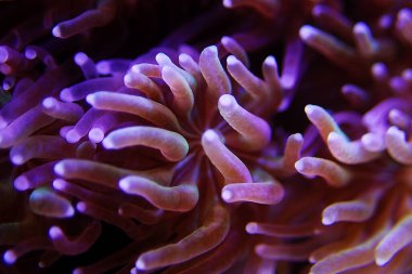Metalik Uzun Polyp Galaksi Mercanı - (Galaxea astreata)