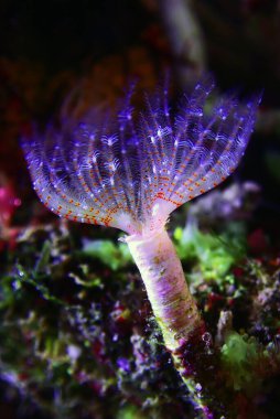 White tiny tube worm in macro scene in marine reef aquaium clipart