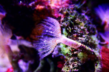 White tiny tube worm in macro scene in marine reef aquaium clipart