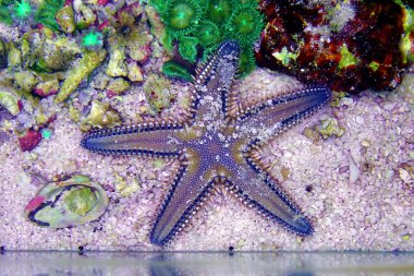 Mediterranean Sea sand Starfish - Astropecten spinulosus clipart