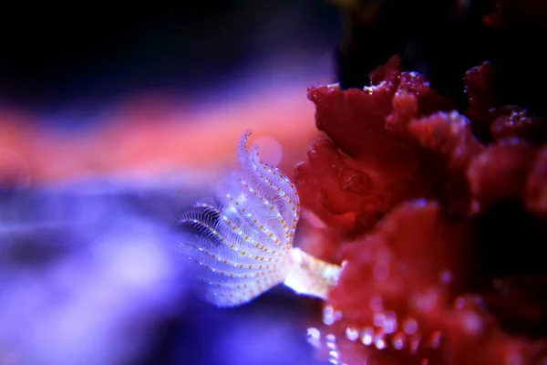 海のサンゴ礁の水族館でマクロシーンの白い小さなチューブワーム — ストック写真
