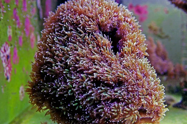 Metallischer Langer Polyp Galaxea Coral Galaxea Astreata — Stockfoto