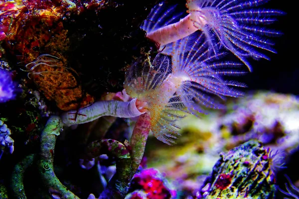 Deniz Resifi Aquaium Daki Makro Sahnede Küçük Beyaz Tüp Solucanı — Stok fotoğraf
