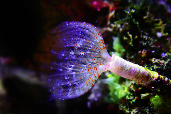 White tiny tube worm in macro scene in marine reef aquaium