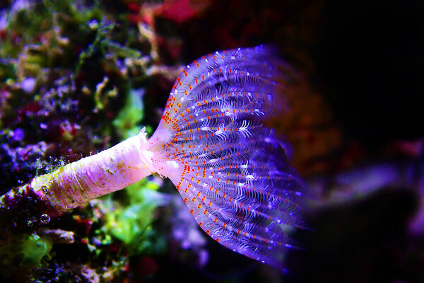 White tiny tube worm in macro scene in marine reef aquaium