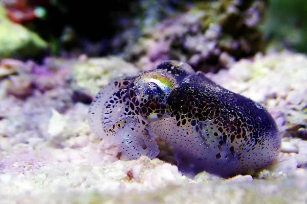 European Common Cuttlefish Sepia Officinalis — Stock Photo, Image