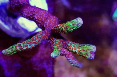 Orman yangını Montipora SPS mercanı - Montipora Digitata sp.