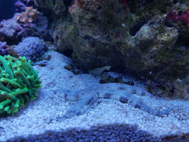 Kum Sifting Sea Star - (Astropecten polycanthus)