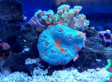 Miami Kasırgası Kadeh Mercanı resif akvaryumu tankında izole edildi