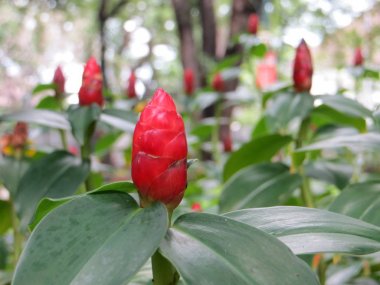 Costus woodsonii (kırmızı düğmeye zencefil)