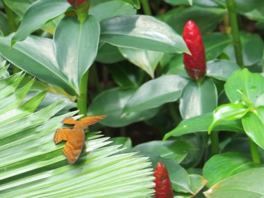 Yaprağına tıraşlama kelebek.