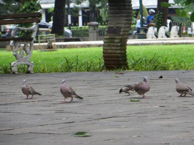 Taman Suropati, Jakarta'daki Güvercinler.