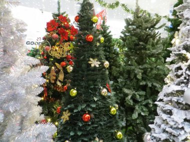 Kış çam ağaçları.