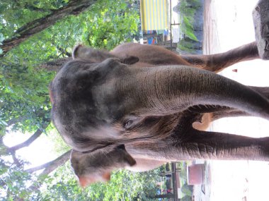 JAKARTA, INDONESIA - March 24, 2017: An elephant in Ragunan Zoo.