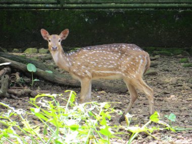 Jakarta, Endonezya - 24 Şubat 2017: Benekli geyik Ragunan hayvanat bahçesinde yürüyüş.