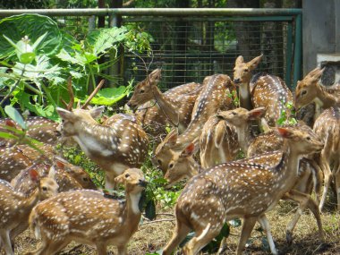 Jakarta, Endonezya - 24 Şubat 2017: bir sürü benekli geyik Ragunan hayvanat bahçesinde otlatma.