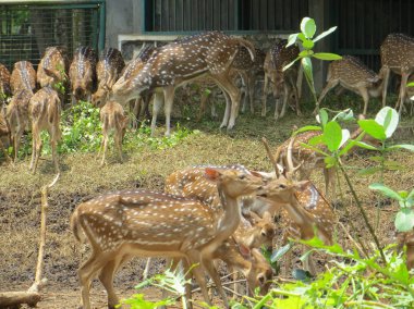 Jakarta, Endonezya - 24 Şubat 2017: bir sürü benekli geyik Ragunan hayvanat bahçesinde otlatma.