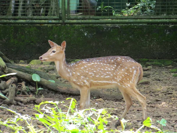 Jakarta Indonésie Mars 2017 Cerf Tacheté Marche Dans Zoo Ragunan — Photo