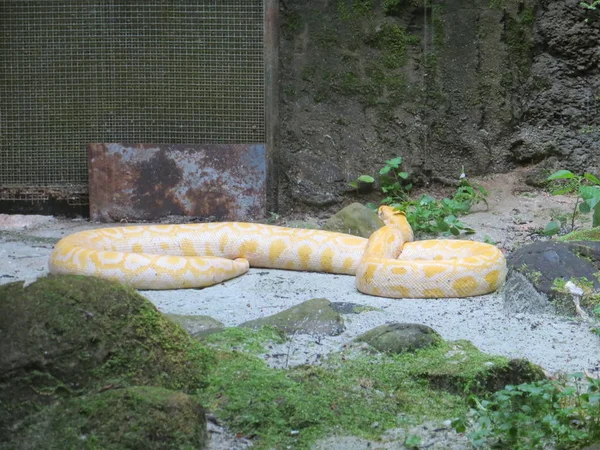 Jakarta Indonesia March 2017 Phyton Snake Ragunan Zoo — Stock Photo, Image