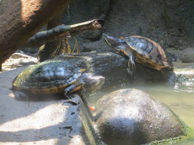 Jakarta, Endonezya - 24 Şubat 2017: Ragunan Hayvanat Bahçesi kuma tadını çıkarma kaplumbağa sürüsü.