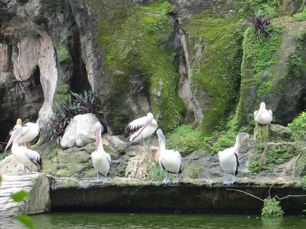 Jakarta Indonesia March 2017 Flock Pelicans Sunbathing Edge Pond Ragunan — Stock Photo, Image