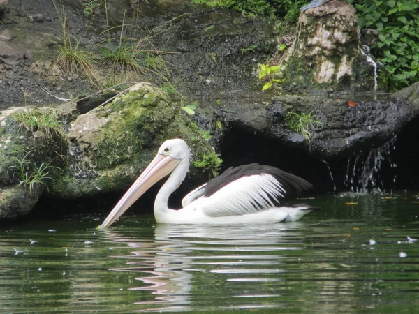 Jakarta Indonesia March 2017 Pelican Bird Swimming Pond Ragunan Zoo — Stock Photo, Image
