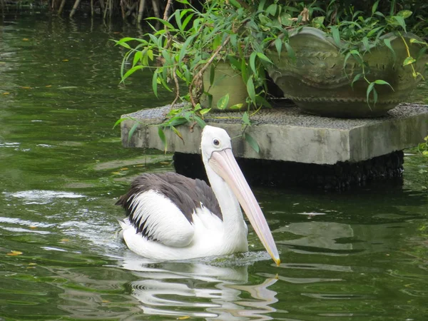 Jakarta Indonesia March 2017 Pelican Bird Swimming Pond Ragunan Zoo — Stock Photo, Image