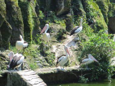 Jakarta, Endonezya - 24 Şubat 2017: Ragunan Hayvanat Bahçesi havuz kenarında güneşlenirken Pelikan sürüsü.