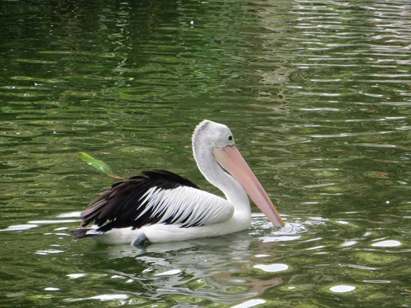 Jakarta Indonesia March 2017 Pelican Bird Swimming Pond Ragunan Zoo — Stock Photo, Image