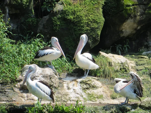 Jakarta Indonesia March 2017 Flock Pelicans Sunbathing Edge Pond Ragunan — Stock Photo, Image