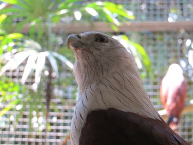 Jakarta, Endonezya - 24 Şubat 2017: Bir beyaz boyunlu kartal Ragunan Hayvanat Bahçesi.