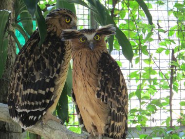 Jakarta, Endonezya - 24 Şubat 2017: Baykuşlar bir dalı Ragunan Hayvanat Bahçesi üzerinde duran bir çift.