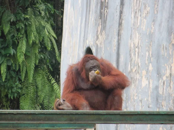 Jakarta Indonésia Março 2017 Orangotango Comendo Banana Zoológico Ragunan — Fotografia de Stock