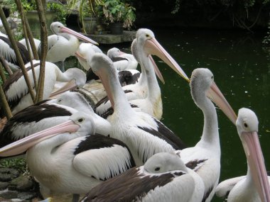 Jakarta, Endonezya - 25 Şubat 2017: Ragunan Hayvanat Bahçesi gıda dağıtım bekleyen Pelikan sürüsü.