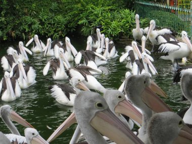 Jakarta, Endonezya - 25 Şubat 2017: Ragunan Hayvanat Bahçesi gıda dağıtım bekleyen Pelikan sürüsü.