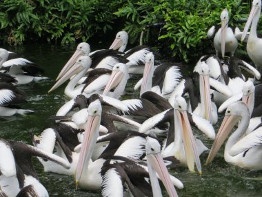 Jakarta, Endonezya - 25 Şubat 2017: Ragunan Hayvanat Bahçesi gıda dağıtım bekleyen Pelikan sürüsü.