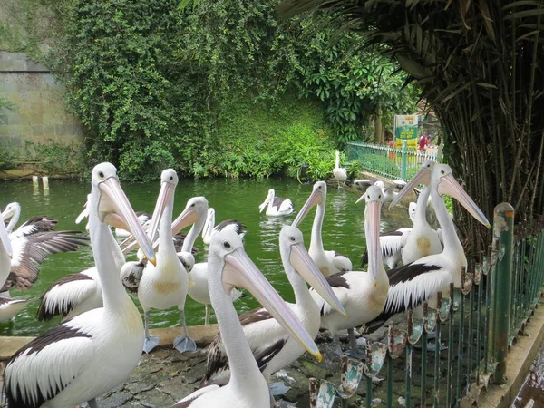 Jakarta Indonesia March 2017 Flock Pelicans Awaiting Distribution Food Ragunan — Stock Photo, Image