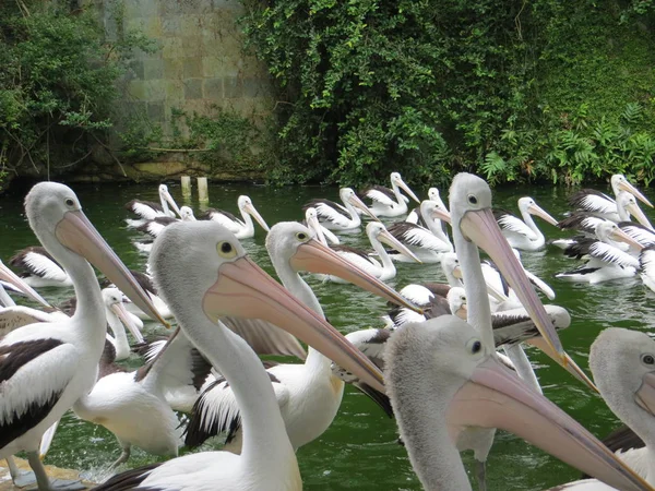 Jakarta Indonesia March 2017 Flock Pelicans Awaiting Distribution Food Ragunan — Stock Photo, Image