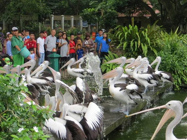 Jakarta Indonesia March 2017 Flock Pelicans Awaiting Distribution Food Ragunan — Stock Photo, Image