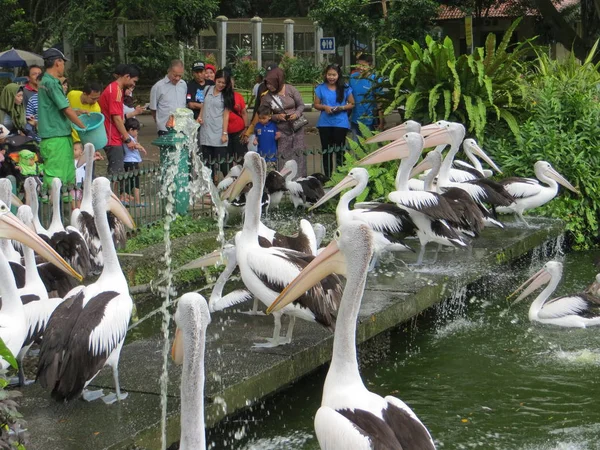 Jakarta Indonesia March 2017 Flock Pelicans Awaiting Distribution Food Ragunan — Stock Photo, Image