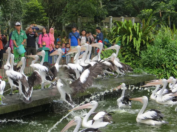 Jakarta Indonézia 2017 Március Nyáj Pelikánok Vár Ragunan Állatkert Élelmiszer — Stock Fotó