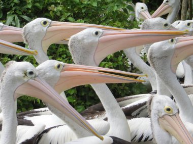 Jakarta, Endonezya - 25 Şubat 2017: Ragunan Hayvanat Bahçesi gıda dağıtım bekleyen Pelikan sürüsü.