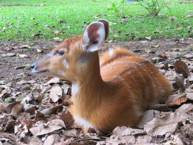 Jakarta, Endonezya - 25 Şubat 2017: Ragunan Hayvanat Bahçesi yerde yatan bir geyik.