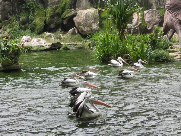 Jakarta Indonesia March 2017 Flock Pelicans Swimming Pond Ragunan Zoo — Stock Photo, Image